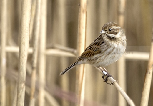 MIGLIARINO DI PALUDE, Reed Bunting, Emberiza schoeniclus 