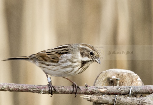 MIGLIARINO DI PALUDE, Reed Bunting, Emberiza schoeniclus 