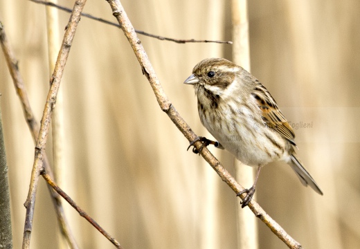 MIGLIARINO DI PALUDE, Reed Bunting, Emberiza schoeniclus 