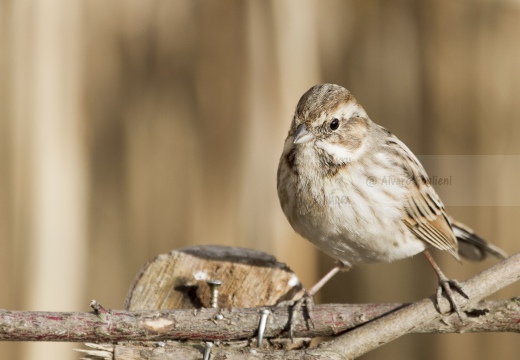 MIGLIARINO DI PALUDE, Reed Bunting, Emberiza schoeniclus 