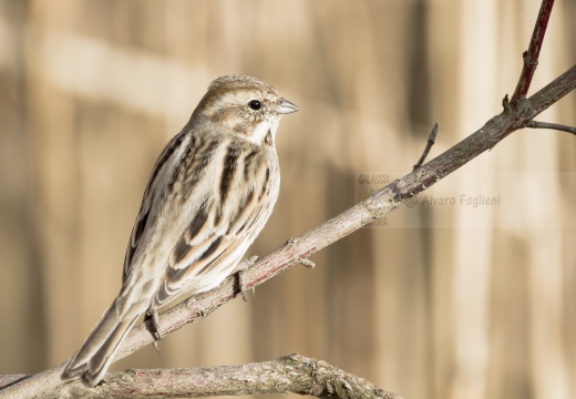 MIGLIARINO DI PALUDE, Reed Bunting, Emberiza schoeniclus 