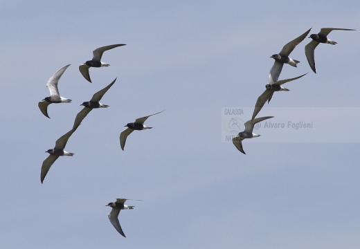 MIGNATTINO COMUNE, Black Tern, Chlidonias niger