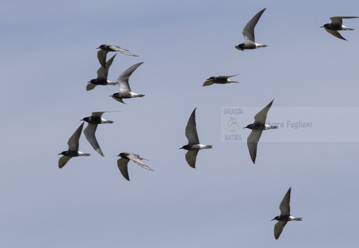 MIGNATTINO COMUNE, Black Tern, Chlidonias niger