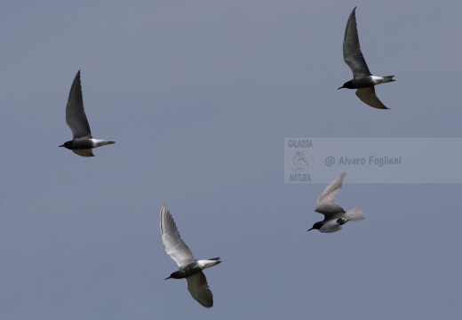 MIGNATTINO COMUNE, Black Tern, Chlidonias niger