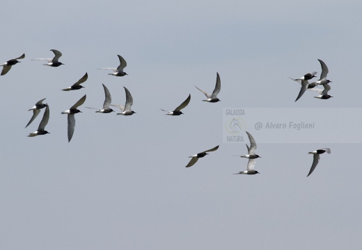 MIGNATTINO COMUNE, Black Tern, Chlidonias niger