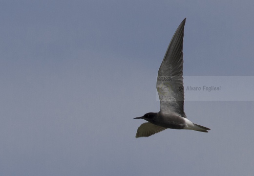 MIGNATTINO COMUNE, Black Tern, Chlidonias niger