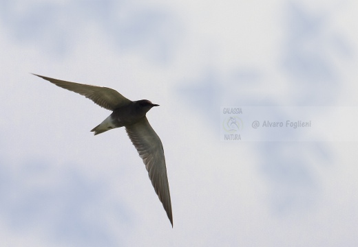 MIGNATTINO COMUNE, Black Tern, Chlidonias niger