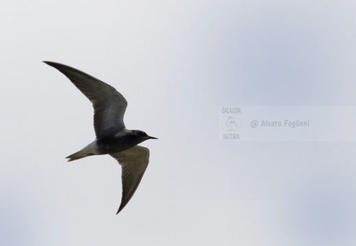 MIGNATTINO COMUNE, Black Tern, Chlidonias niger