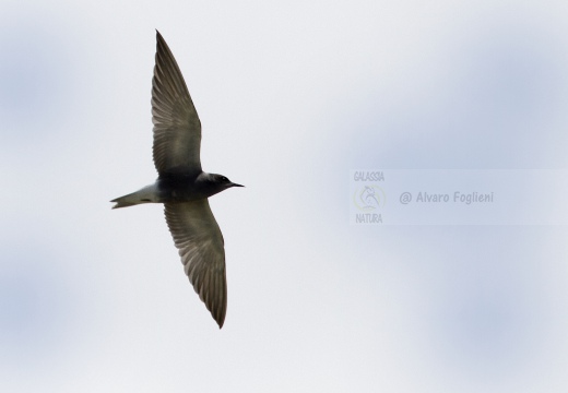 MIGNATTINO COMUNE, Black Tern, Chlidonias niger