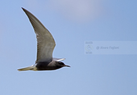 MIGNATTINO COMUNE, Black Tern, Chlidonias niger