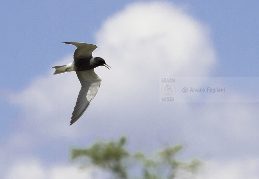 MIGNATTINO COMUNE, Black Tern, Chlidonias niger