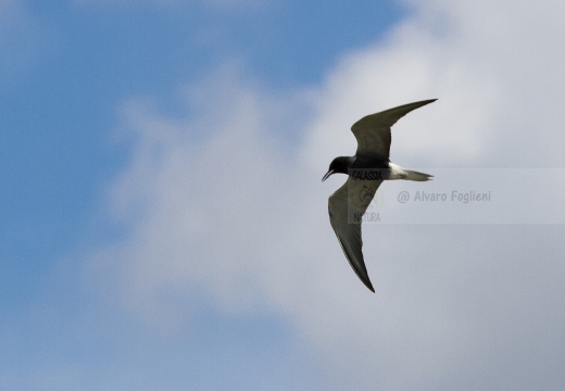 MIGNATTINO COMUNE, Black Tern, Chlidonias niger