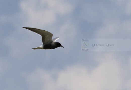 MIGNATTINO COMUNE, Black Tern, Chlidonias niger