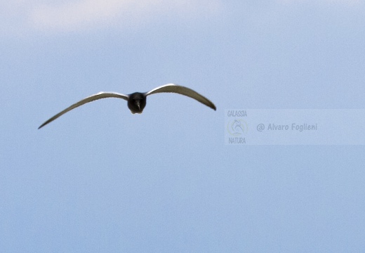 MIGNATTINO COMUNE, Black Tern, Chlidonias niger