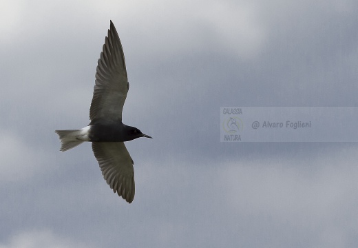 MIGNATTINO COMUNE, Black Tern, Chlidonias niger