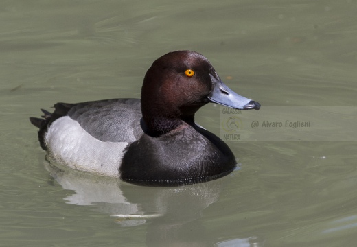 MORETTA GRIGIA; Scaup; Aythya marila 