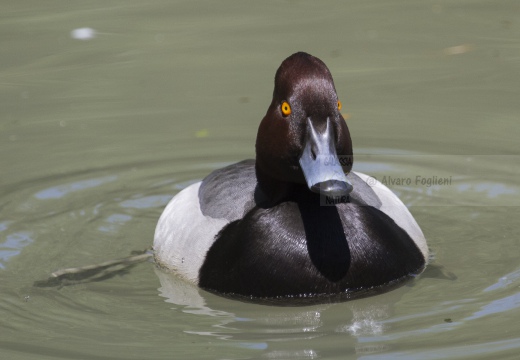 MORETTA GRIGIA; Scaup; Aythya marila 