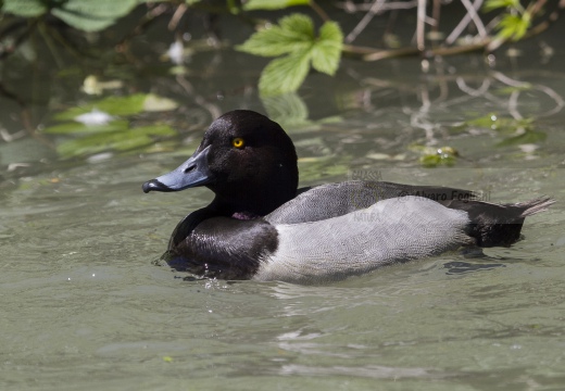 MORETTA GRIGIA; Scaup; Aythya marila 