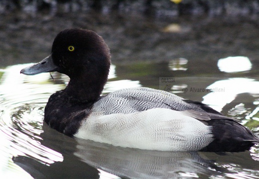 MORETTA GRIGIA; Scaup; Aythya marila 