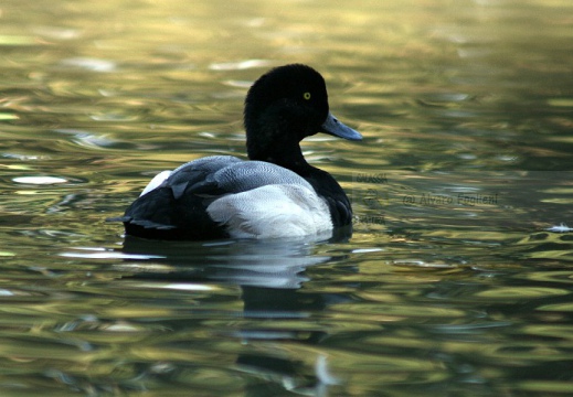 MORETTA GRIGIA; Scaup; Aythya marila 