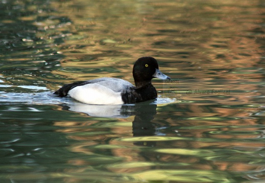 MORETTA GRIGIA; Scaup; Aythya marila 