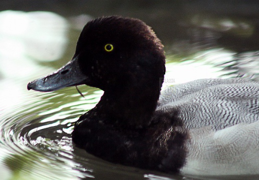 MORETTA GRIGIA; Scaup; Aythya marila 