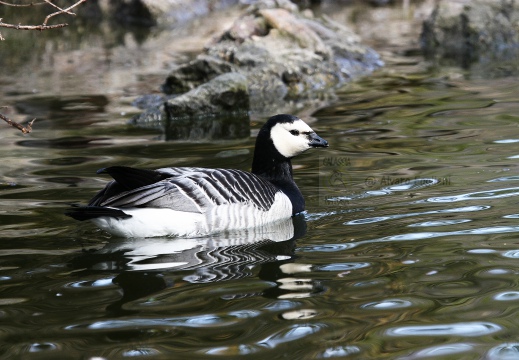 OCA FACCIABIANCA; Barnacle goose; Branta leucopsis