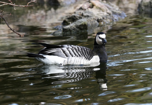 OCA FACCIABIANCA; Barnacle goose; Branta leucopsis