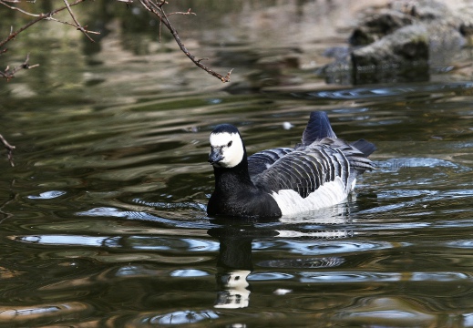 OCA FACCIABIANCA; Barnacle goose; Branta leucopsis