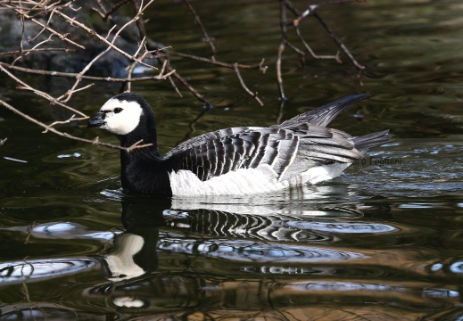 OCA FACCIABIANCA; Barnacle goose; Branta leucopsis