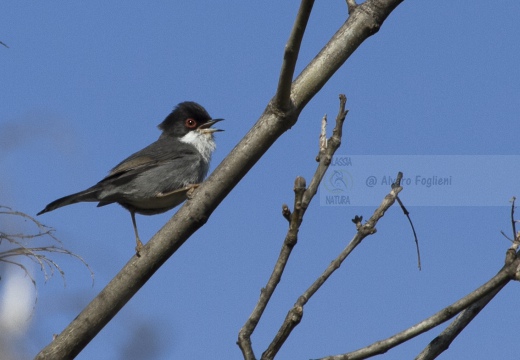 OCCHIOCOTTO, Sardinian Warbler, Sylvia melanocephala