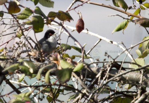 OCCHIOCOTTO, Sardinian Warbler, Sylvia melanocephala