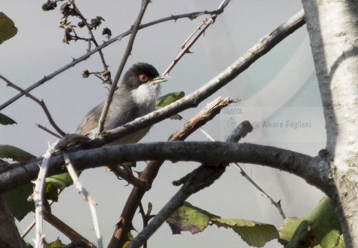 OCCHIOCOTTO, Sardinian Warbler, Sylvia melanocephala