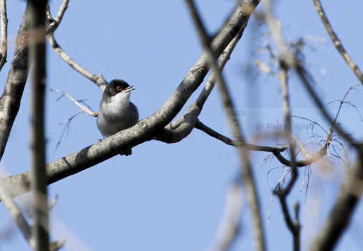 OCCHIOCOTTO, Sardinian Warbler, Sylvia melanocephala