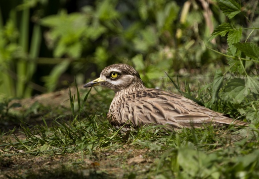 OCCHIONE,  Stone-curlew,  Burhinus oedicnemus