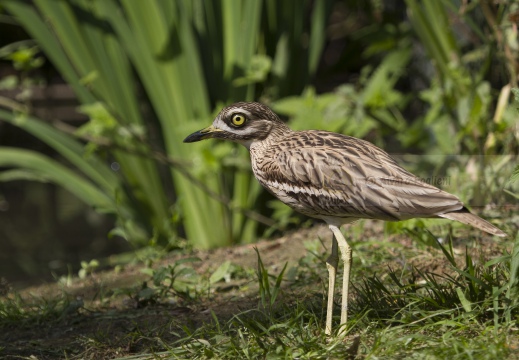 OCCHIONE,  Stone-curlew,  Burhinus oedicnemus