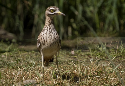 OCCHIONE,  Stone-curlew,  Burhinus oedicnemus