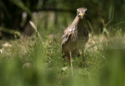 OCCHIONE,  Stone-curlew,  Burhinus oedicnemus