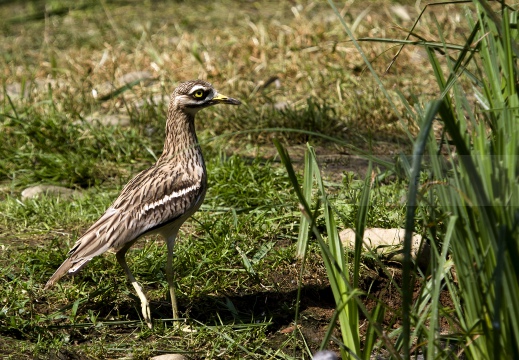 OCCHIONE,  Stone-curlew,  Burhinus oedicnemus