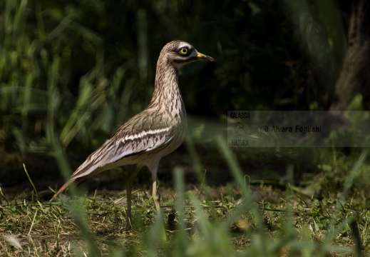 OCCHIONE,  Stone-curlew,  Burhinus oedicnemus