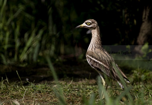 OCCHIONE,  Stone-curlew,  Burhinus oedicnemus