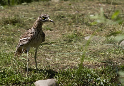 OCCHIONE,  Stone-curlew,  Burhinus oedicnemus