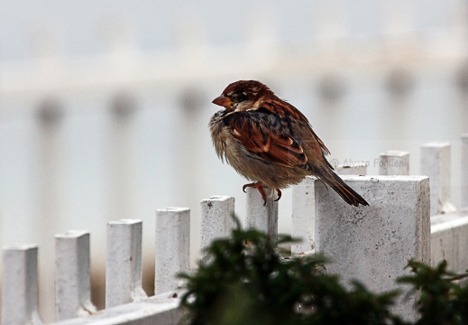 PASSERA D’ITALIA, Italian sparrow, Passer italiae