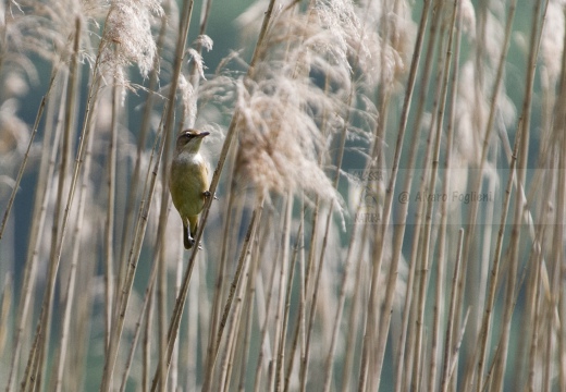 PASSERA D’ITALIA, Italian sparrow, Passer italiae