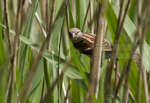 PASSERA D’ITALIA, Italian sparrow, Passer italiae