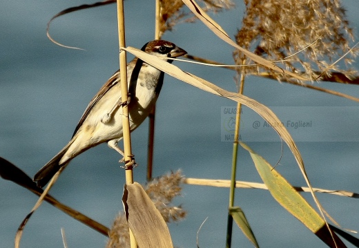 PASSERA D’ITALIA, Italian sparrow, Passer italiae