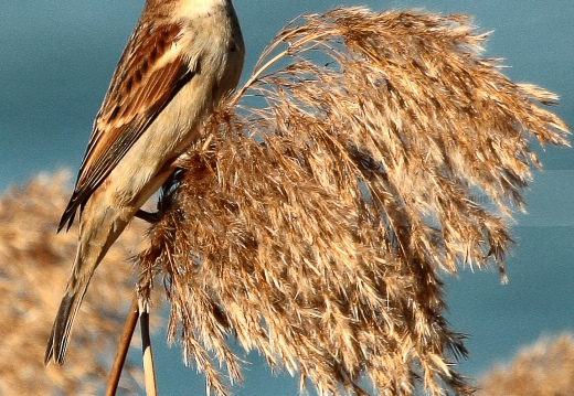 PASSERA D’ITALIA, Italian sparrow, Passer italiae