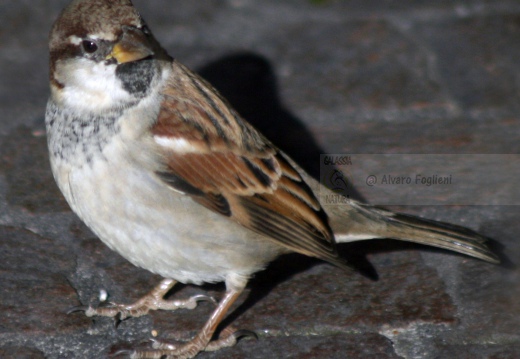 PASSERA D’ITALIA, Italian sparrow, Passer italiae