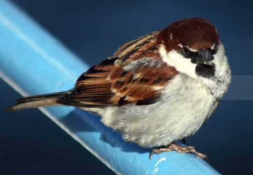 PASSERA D’ITALIA, Italian sparrow, Passer italiae