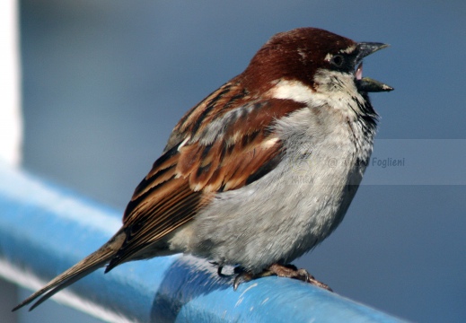 PASSERA D’ITALIA, Italian sparrow, Passer italiae